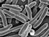 Gut Flora